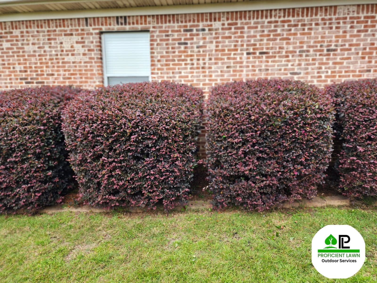 Expert Shrub Trimming by Proficient Lawn image